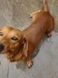 Tor