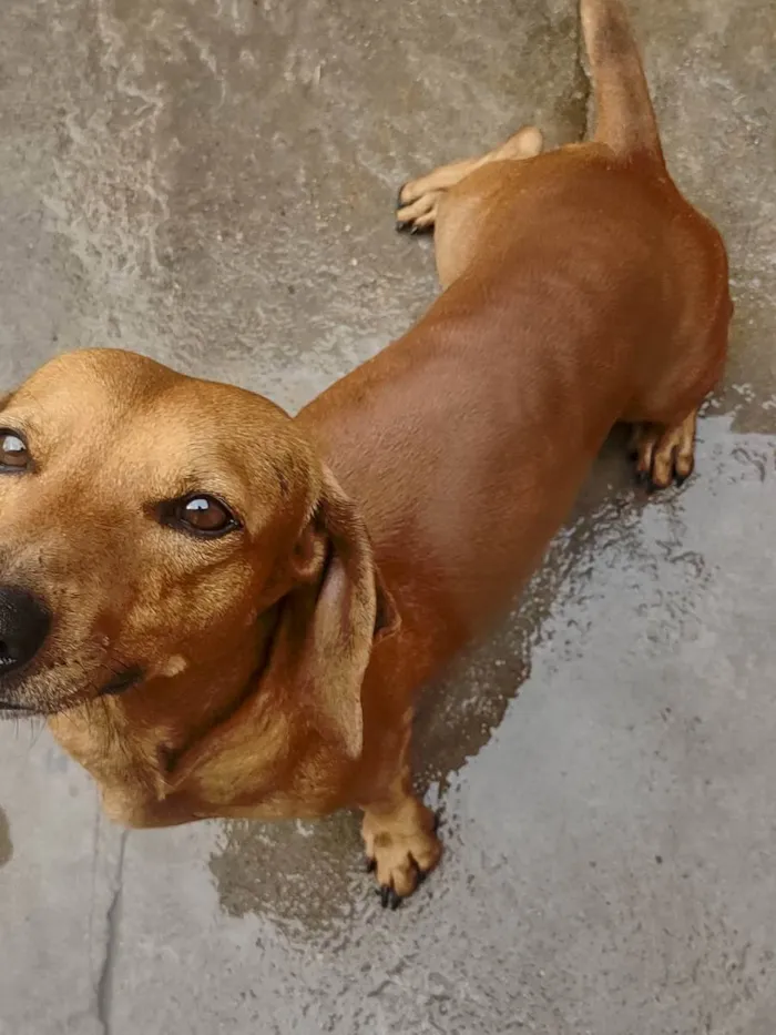 Cachorro ra a Bace idade 2 anos nome Tor