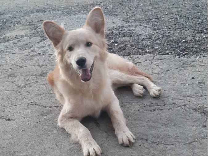 Cachorro ra a Vira lata  idade 2 anos nome JJ 