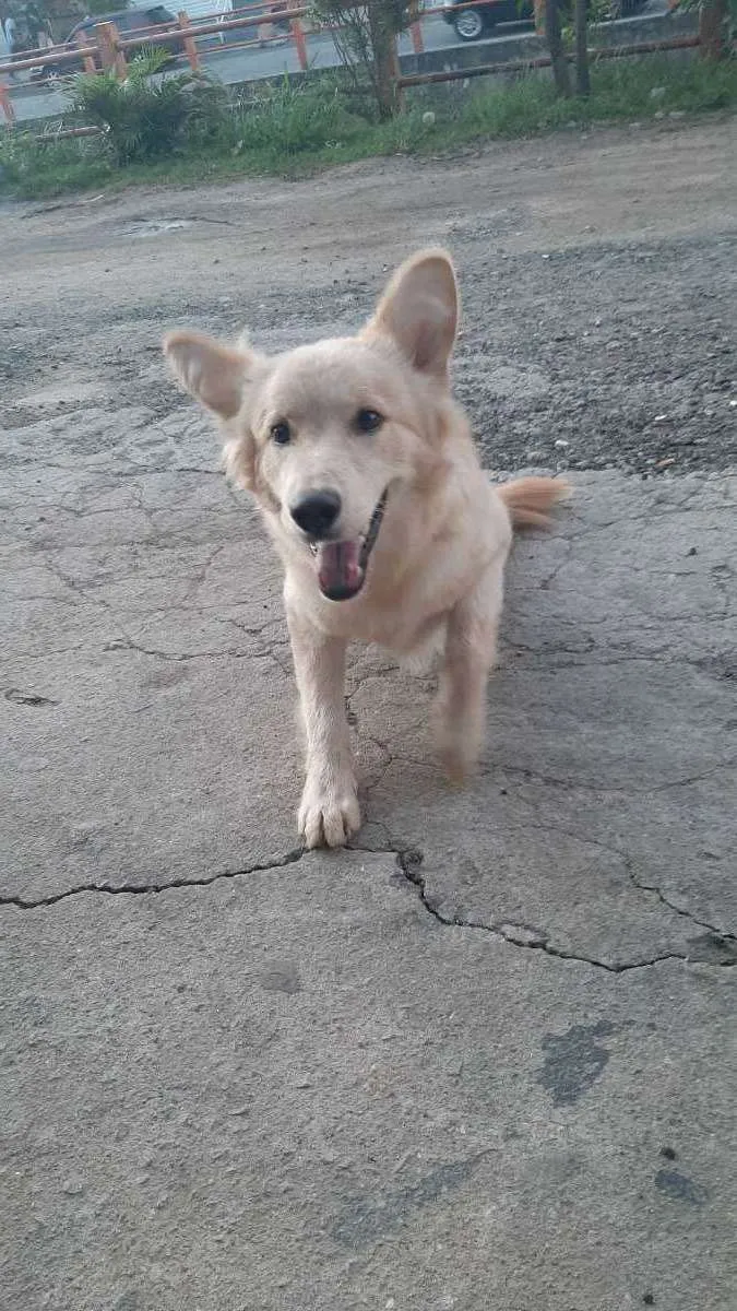 Cachorro ra a Vira lata  idade 2 anos nome JJ 