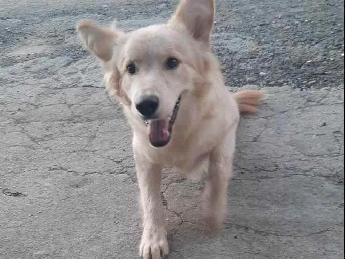 Cachorro ra a Vira lata  idade 2 anos nome JJ 