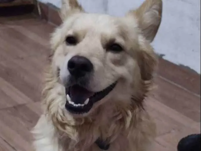 Cachorro ra a Vira lata  idade 2 anos nome JJ 