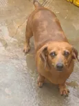 Malu 