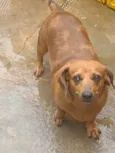 Malu