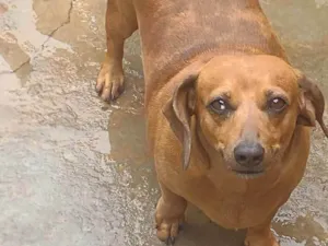 Cachorro raça Bace idade 2 anos nome Malu 
