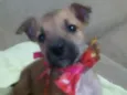 Pitucha