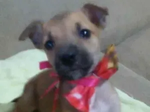Cachorro raça Comum idade 2 a 6 meses nome Pitucha