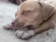 Pit