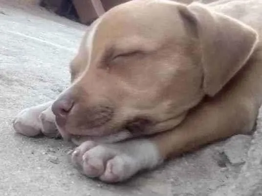 Cachorro ra a Pitbull  idade 2 a 6 meses nome Pit