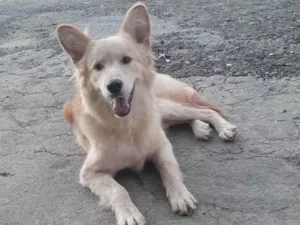 Cachorro raça Vira lata  idade 2 anos nome JJ 