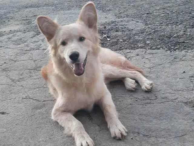 Cachorro ra a Vira lata  idade 2 anos nome JJ 