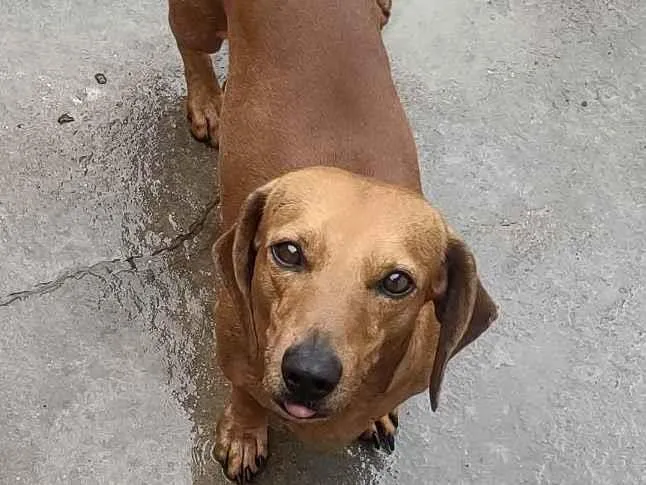 Cachorro ra a Bace idade 2 anos nome Tor