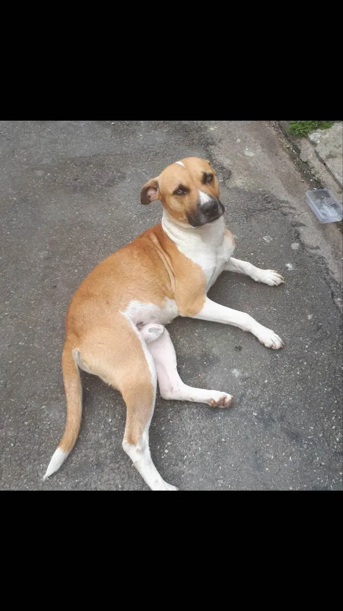 Cachorro ra a Vira lata caramelo idade 2 anos nome " Dino