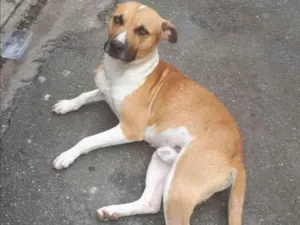 Cachorro raça Vira lata caramelo idade 2 anos nome " Dino