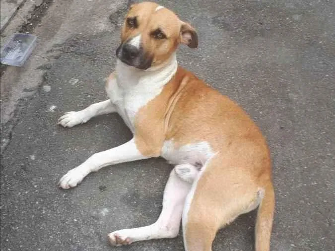 Cachorro ra a Vira lata caramelo idade 2 anos nome " Dino