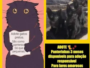 Gato raça Sem raça definida  idade 2 a 6 meses nome PANTERAS 