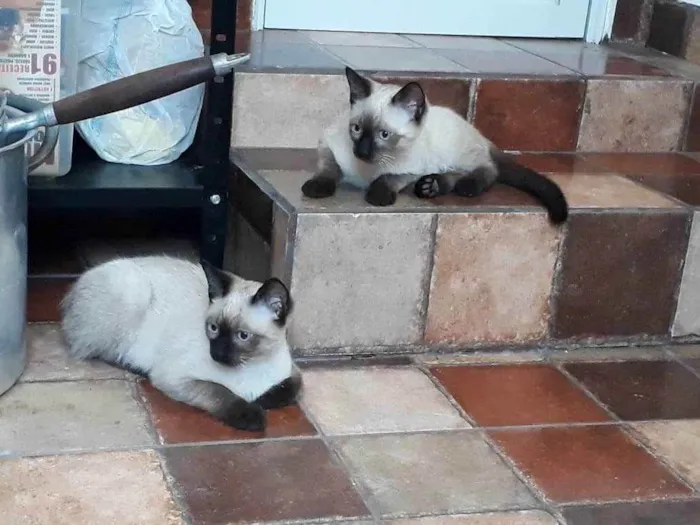 Gato ra a SIÂMES  idade 2 a 6 meses nome Tico e Teco