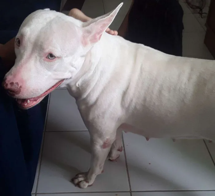Cachorro ra a Pitbull  idade 2 anos nome Yuki