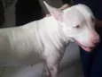 Yuki