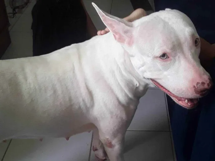 Cachorro ra a Pitbull  idade 2 anos nome Yuki