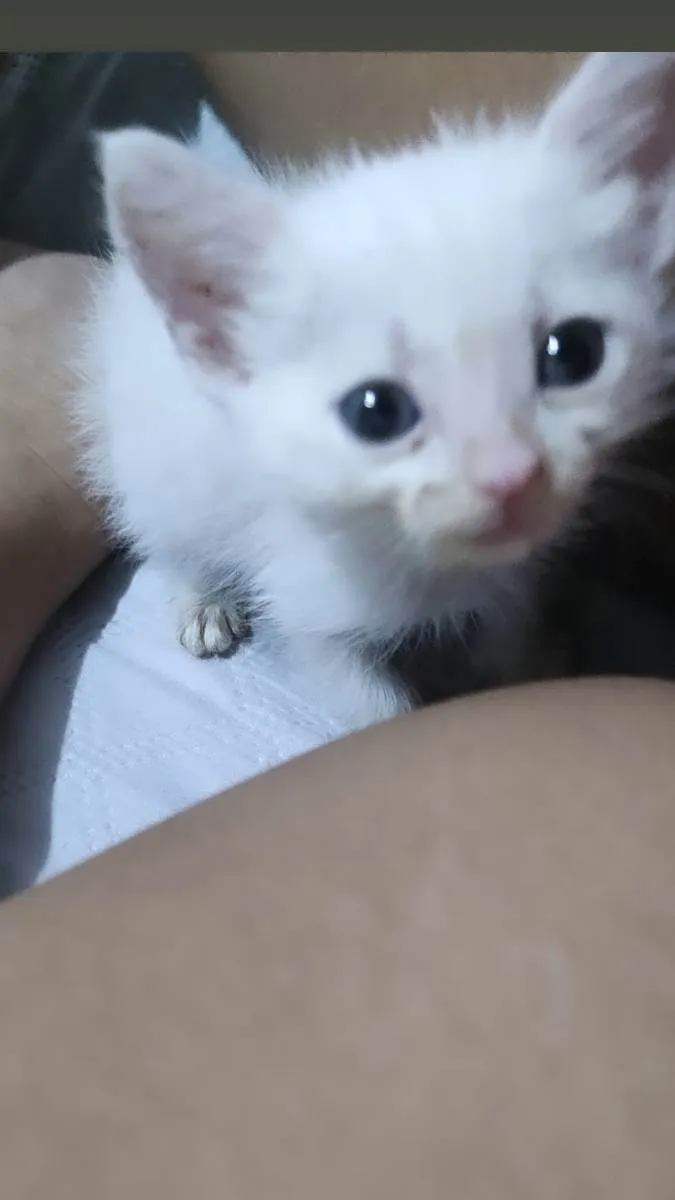 Gato raça Gato idade Abaixo de 2 meses nome Gatinho macho