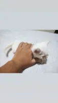 Gatinho macho
