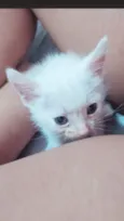 Gatinho macho