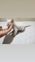 Gatinho macho