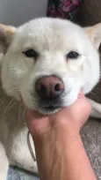 Akita