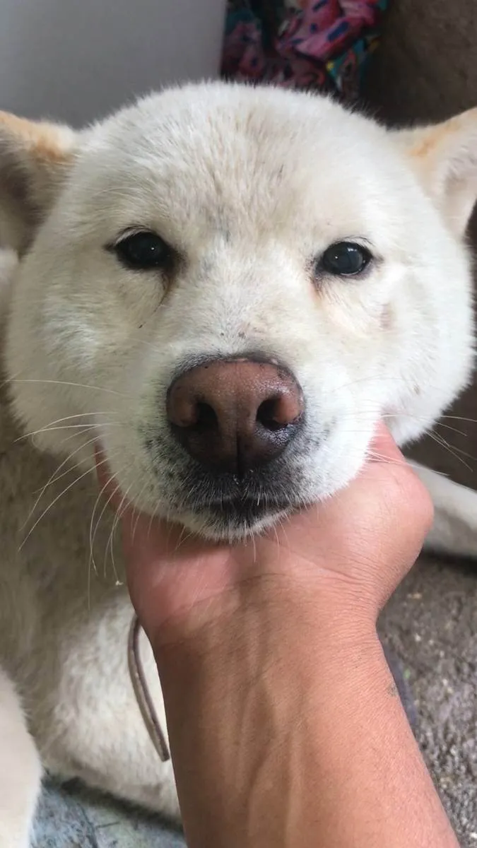 Cachorro ra a Akita idade 6 ou mais anos nome Akita