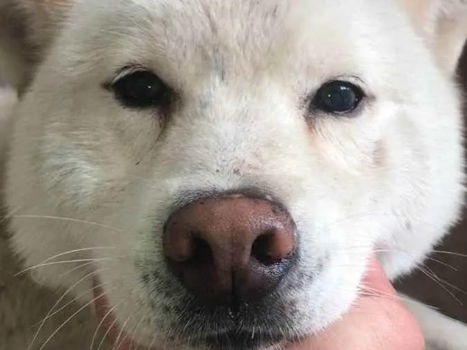 Cachorro ra a Akita idade 6 ou mais anos nome Akita