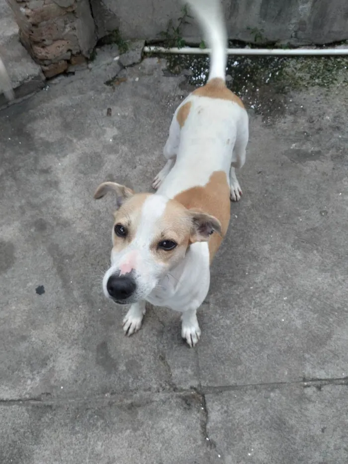 Cachorro raça SR idade 7 a 11 meses nome Branquinha, Mel