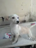 Branquinha, Mel
