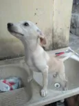 Branquinha, Mel