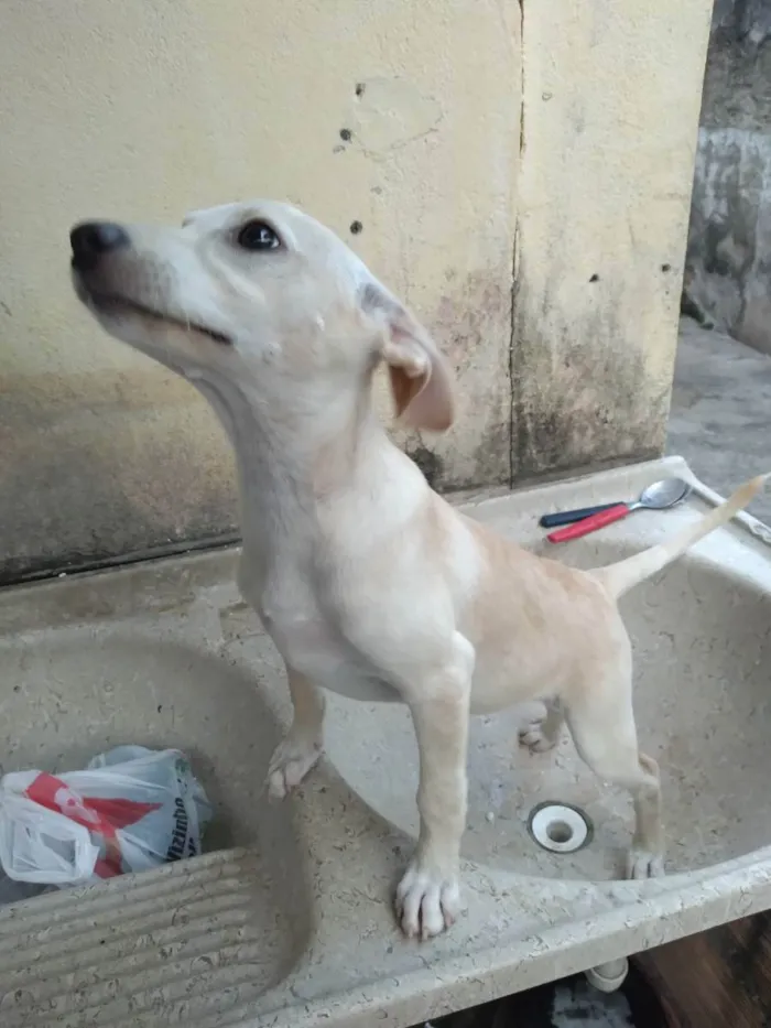 Cachorro raça SR idade 7 a 11 meses nome Branquinha, Mel