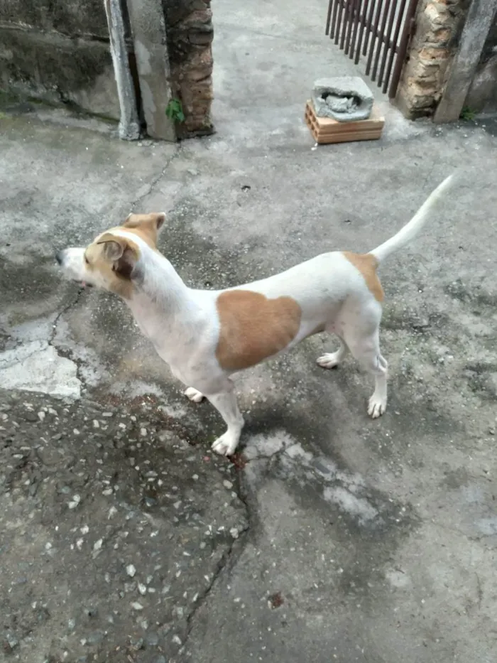 Cachorro raça SR idade 7 a 11 meses nome Branquinha, Mel