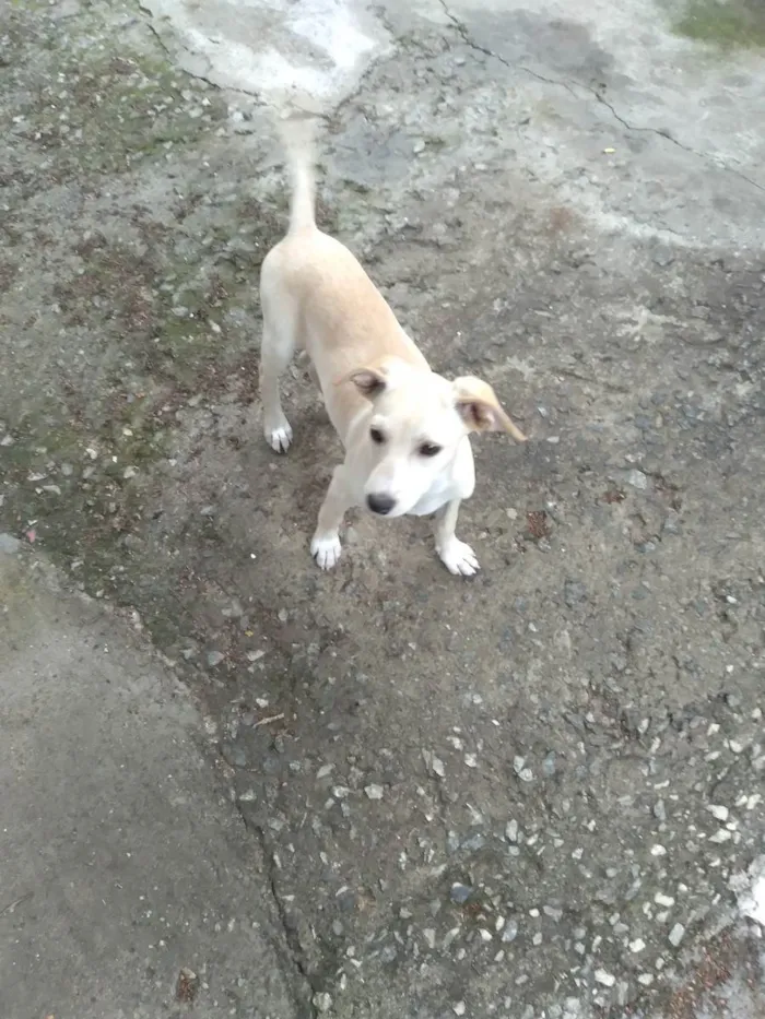 Cachorro raça SR idade 7 a 11 meses nome Branquinha, Mel