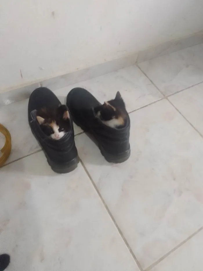 Gato raça Não tem idade 2 a 6 meses nome Amendoim titiu jr