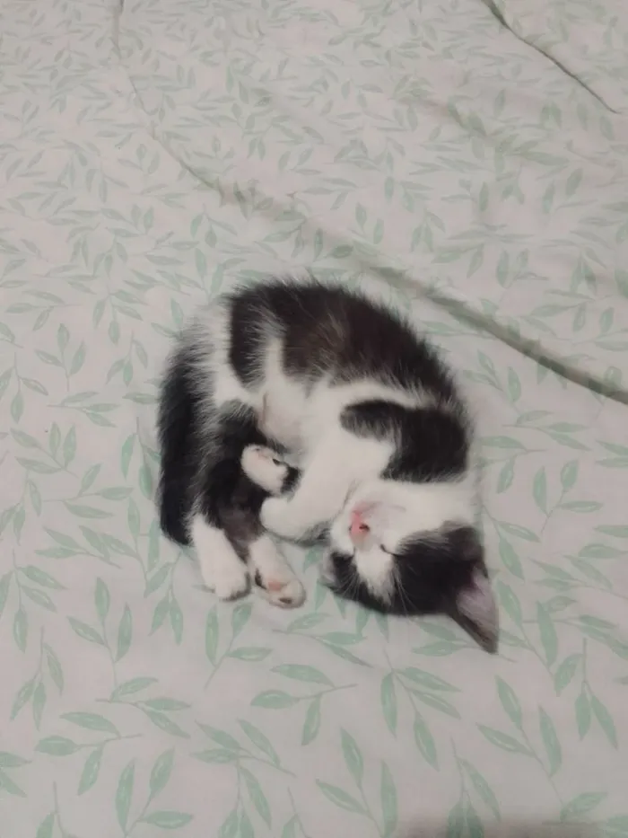 Gato raça Não tem idade 2 a 6 meses nome Amendoim titiu jr