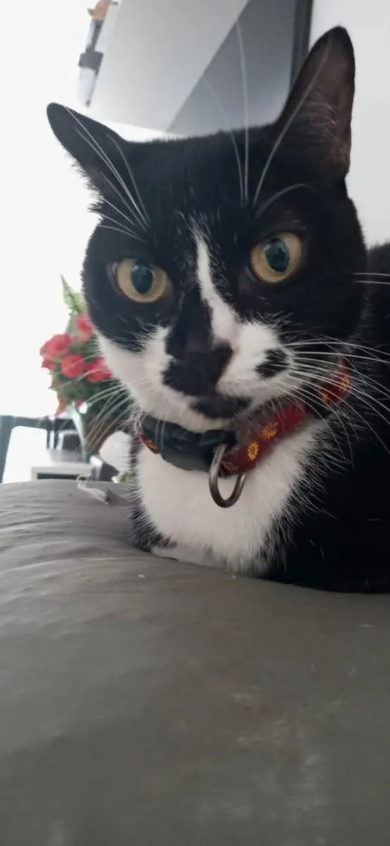 Gato raça Indefinida idade 6 ou mais anos nome Ágatha 