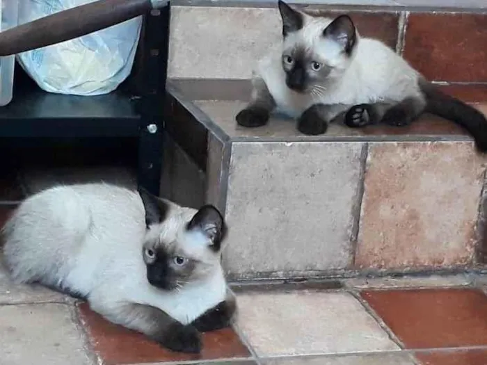 Gato ra a SIÂMES  idade 2 a 6 meses nome Tico e Teco