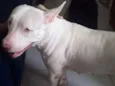 Yuki