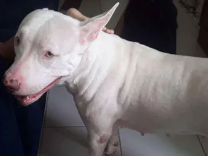 Cachorro raça Pitbull  idade 2 anos nome Yuki