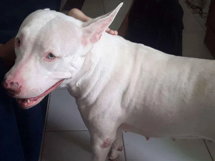 Cachorro ra a Pitbull  idade 2 anos nome Yuki