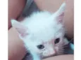 Gatinho macho