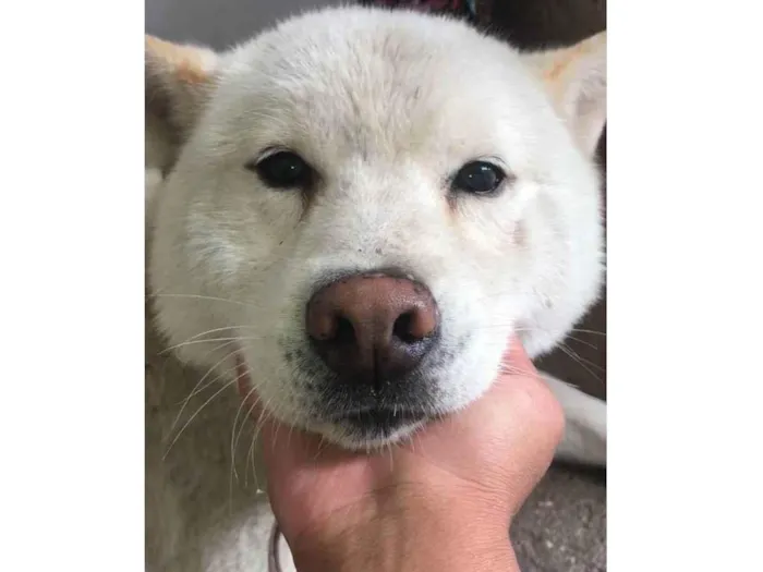 Cachorro ra a Akita idade 6 ou mais anos nome Akita