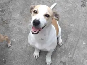 Cachorro raça SR idade 7 a 11 meses nome Branquinha, Mel