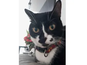 Gato raça Indefinida idade 6 ou mais anos nome Ágatha 