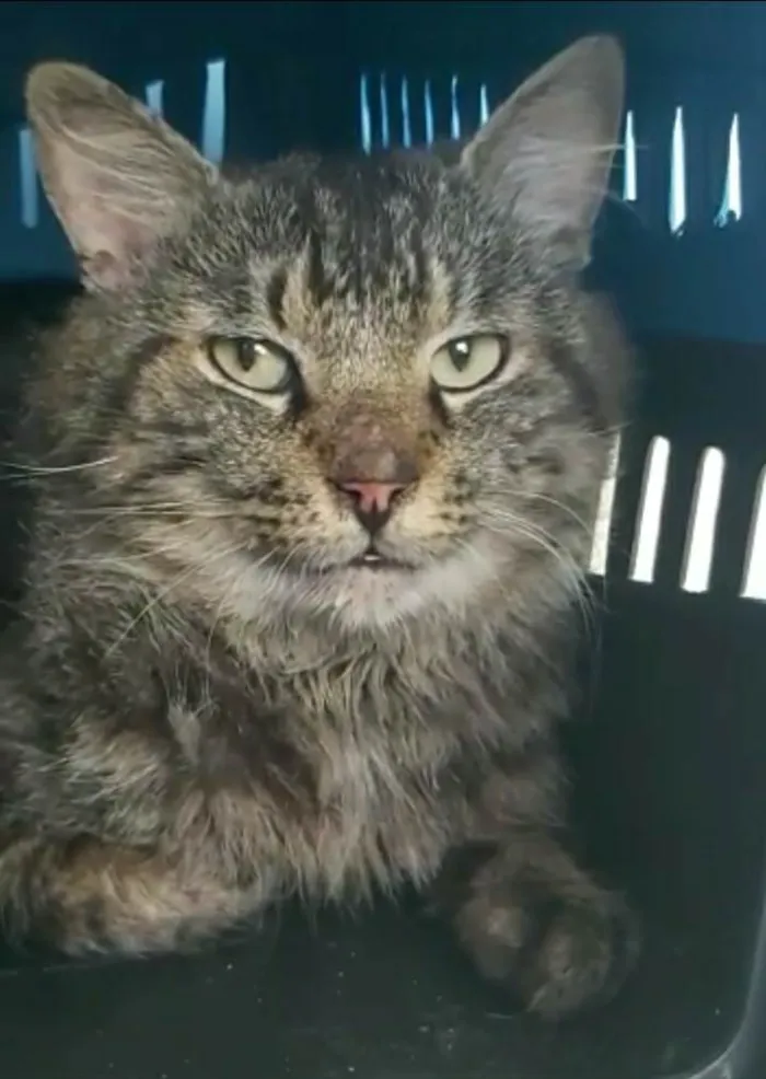 Gato raça srd idade 1 ano nome IRON