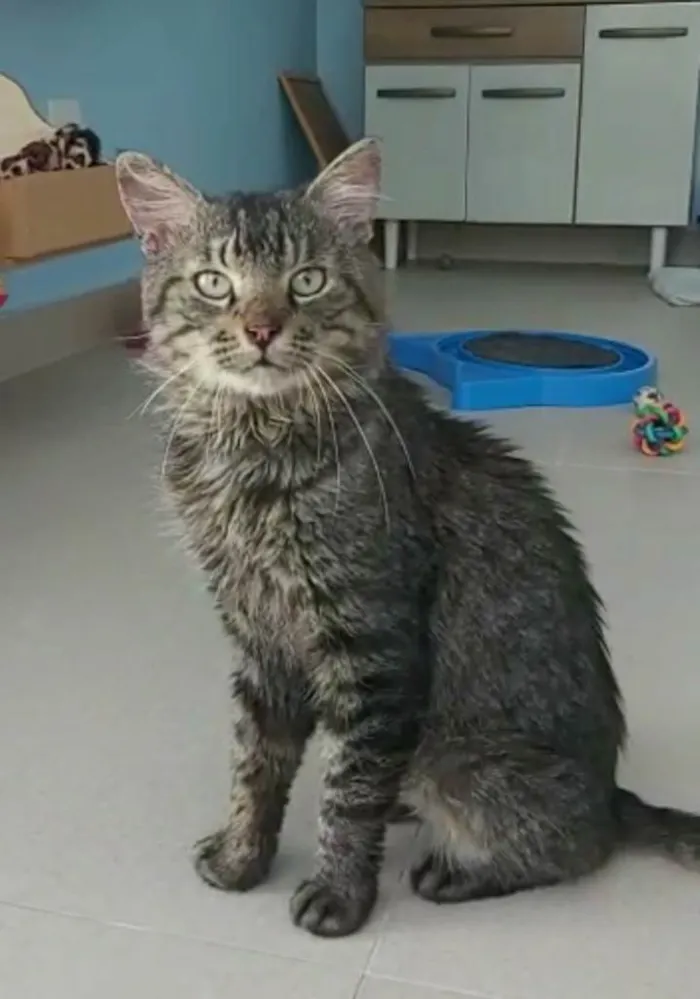 Gato raça srd idade 1 ano nome IRON